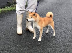 picture of dog