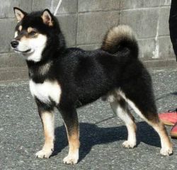 picture of dog