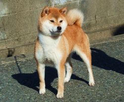 picture of dog
