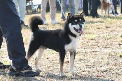 picture of dog