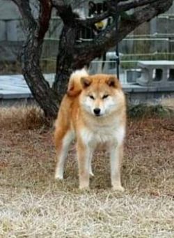 picture of dog