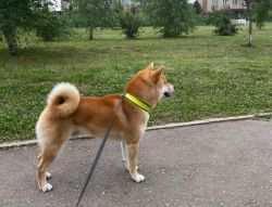 picture of dog
