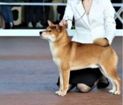 picture of dog