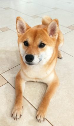 picture of dog