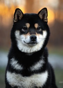 picture of dog