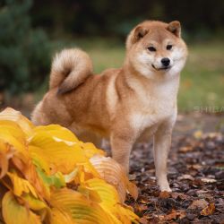 picture of dog