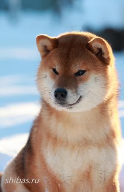 picture of dog