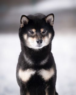 picture of dog