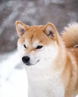 picture of dog