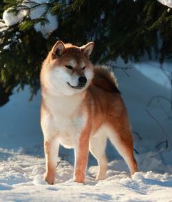 picture of dog