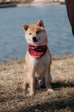 picture of dog