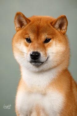 picture of dog