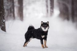 picture of dog