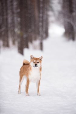 picture of dog