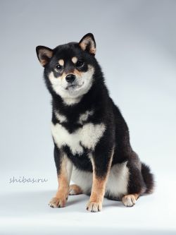 picture of dog