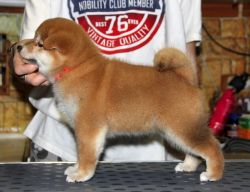 picture of dog