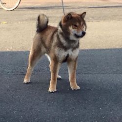 picture of dog