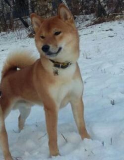 picture of dog