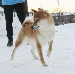 picture of dog