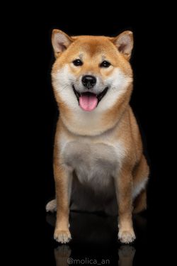 picture of dog
