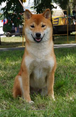 picture of dog