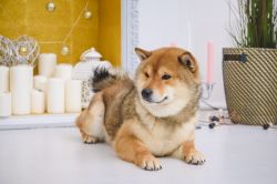 picture of dog