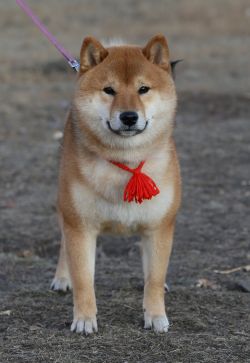 picture of dog