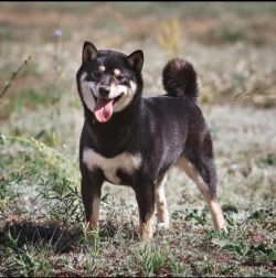 picture of dog