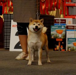 picture of dog