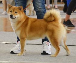 picture of dog