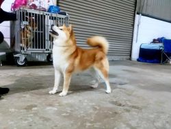 picture of dog