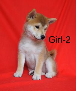 picture of dog