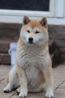 picture of dog