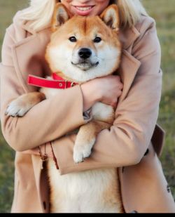 picture of dog