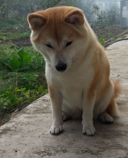 picture of dog