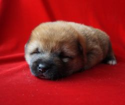 picture of dog
