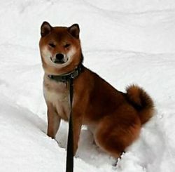 picture of dog