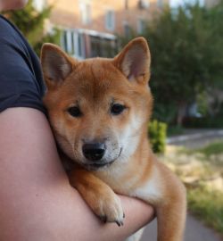 picture of dog