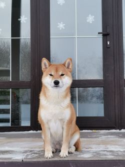 picture of dog