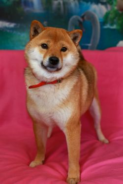 picture of dog