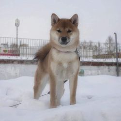 picture of dog