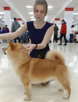 picture of dog