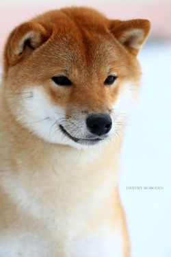 picture of dog