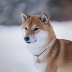 picture of dog