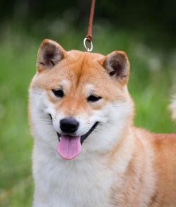 picture of dog