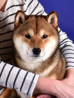 picture of dog