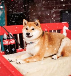 picture of dog
