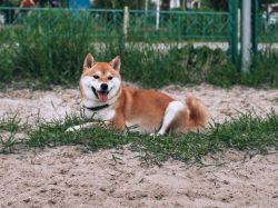 picture of dog