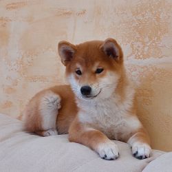 picture of dog
