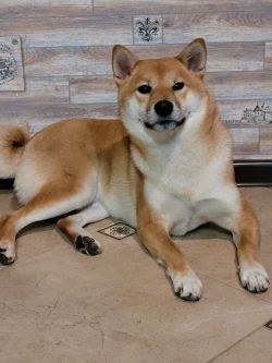 picture of dog
